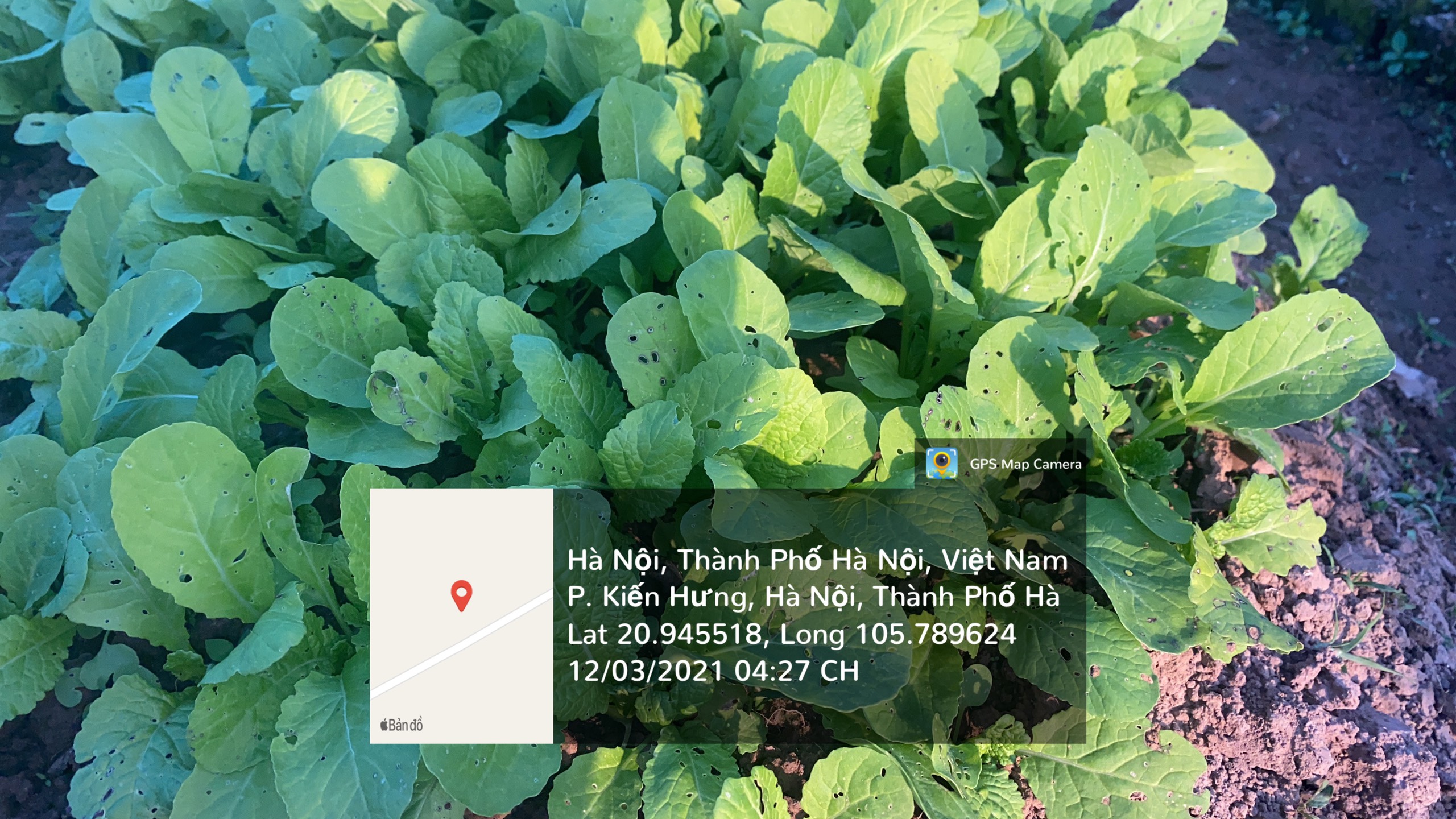 Bọ nhảy trên cây rau cải