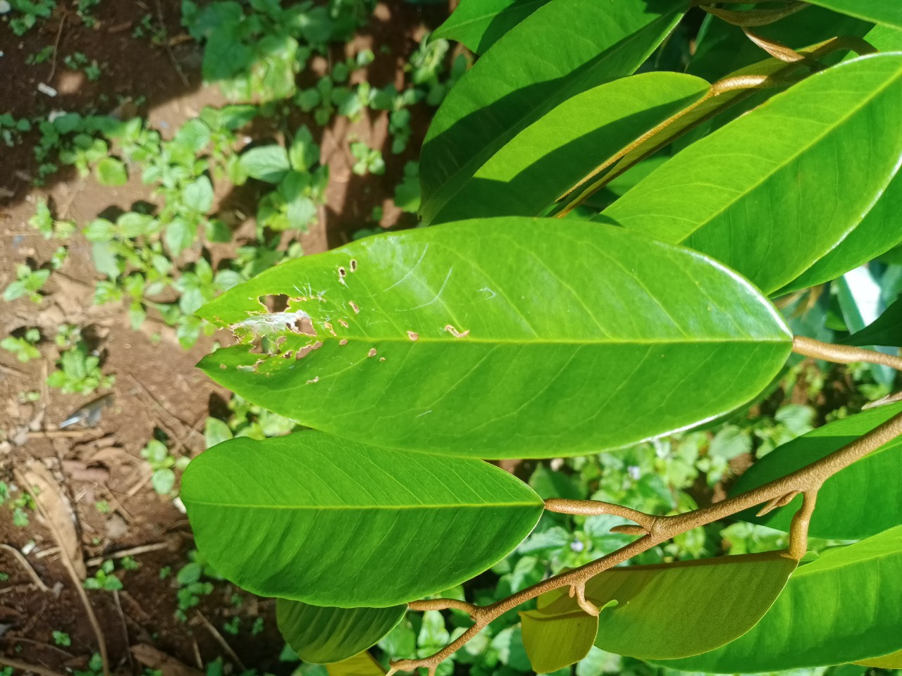 Bọ cánh cứng hại sầu riêng