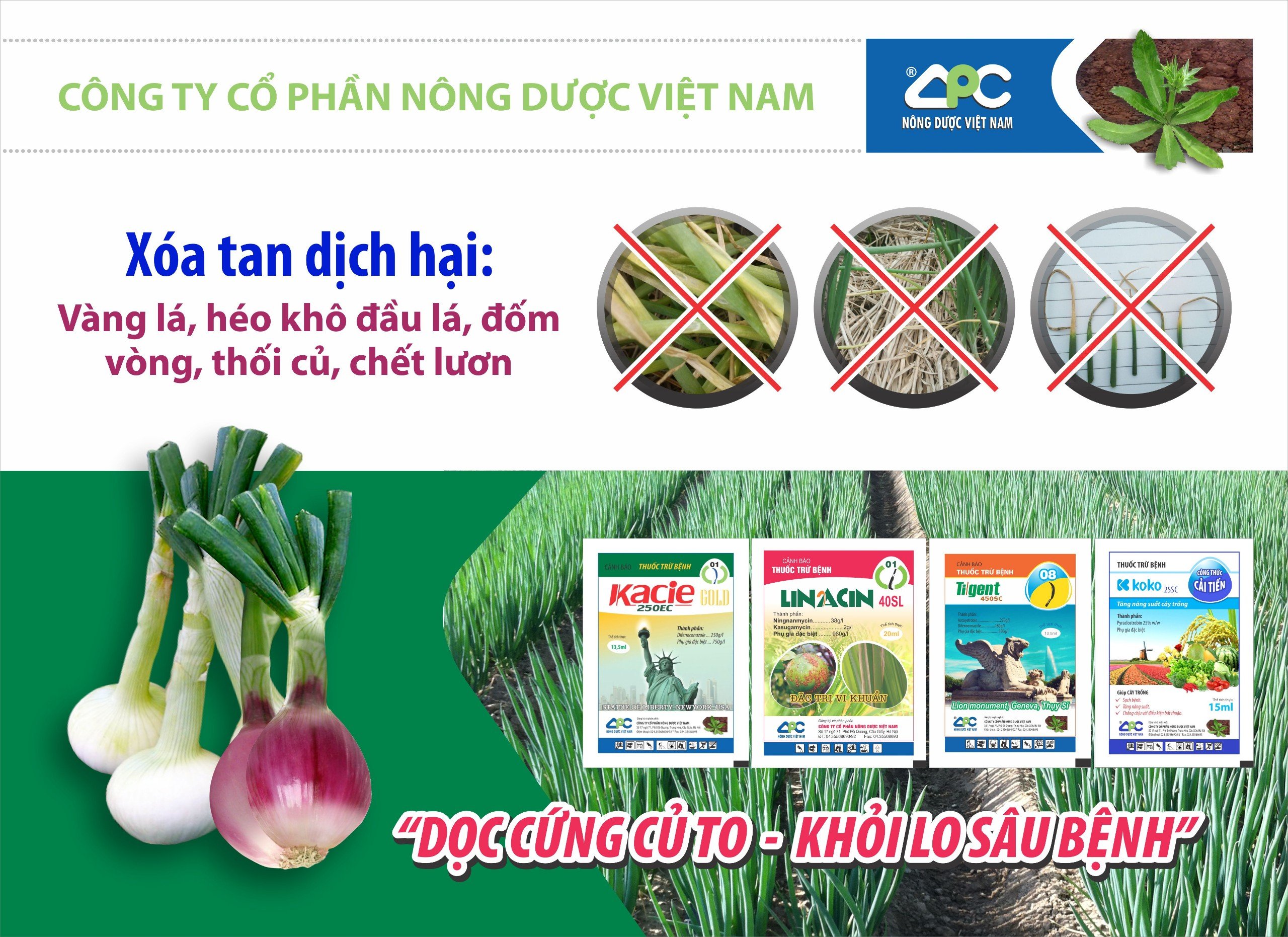 Trị bệnh cây hành