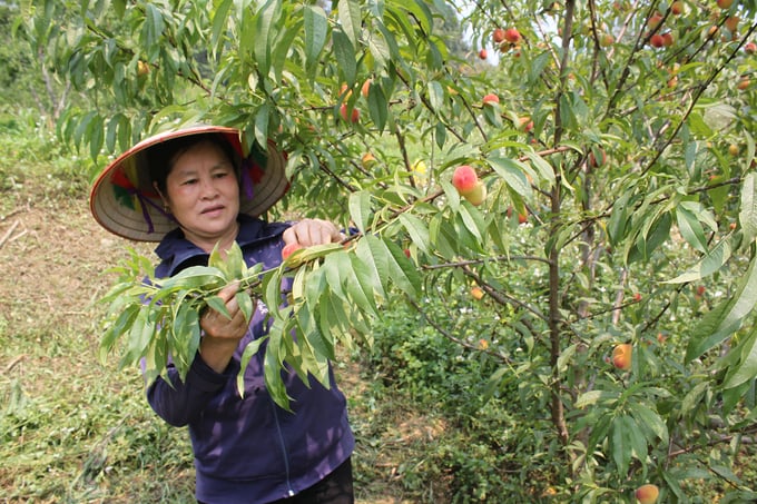 Đào Bắc Hà mất mùa, giá cao