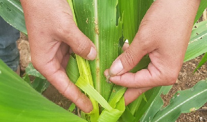 Đại họa sâu keo mùa thu ở Gia Lai