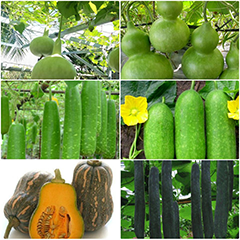 Cây bầu bí