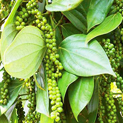Cây hồ tiêu