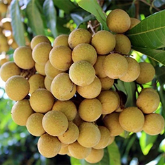 Cây nhãn