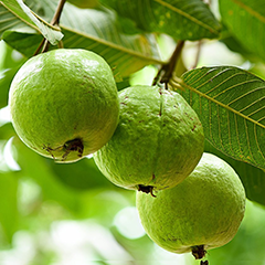 Cây ổi