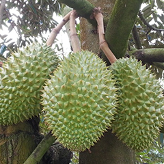 Cây sầu riêng