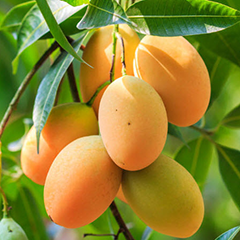 Cây xoài