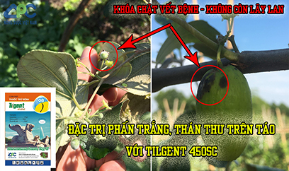 TILGENT 450SC – SIÊU ĐẶC TRỊ PHẤN TRẮNG, THÁN THƯ HẠI CÂY TÁO