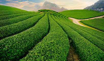 Vatradin 0.5SL - Giải Pháp Sinh Học Đột Phá Cho Nền Nông Nghiệp Sạch Bền Vững