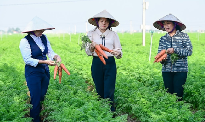Vựa cà rốt Hải Phòng được mùa, nông dân dự kiến lãi kỷ lục
