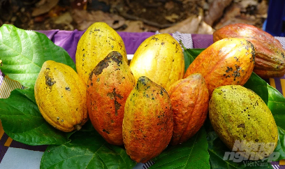 Giá ca cao tăng kỷ lục, nông dân phấn khởi mở rộng diện tích