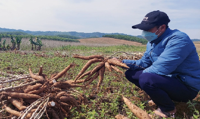 Cây sắn không có lỗi...