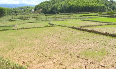 Lúa hè thu ‘khát nước’