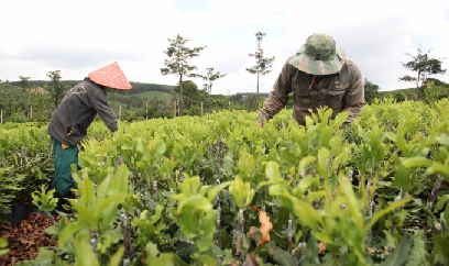 Ăn 'quả đắng' vì giống mắc ca đểu