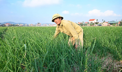 Thời tiết quyết định cây hành