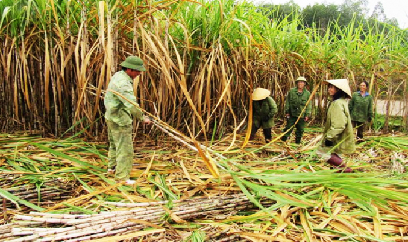 Hàng loạt chính sách giữ chân người trồng mía