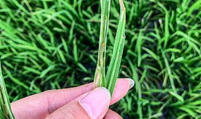 Khẩn cấp phòng trừ sâu bệnh hại lúa hè thu