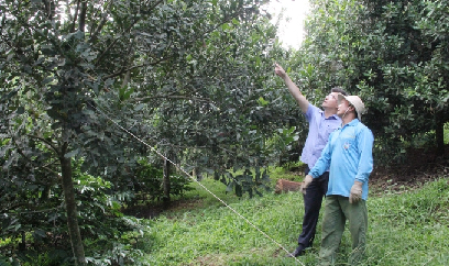 Cây mắc ca, từ 'kép phụ' thành vai chính