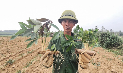Quảng Bình: Bệnh khảm lá sắn lây lan nhanh trên diện rộng