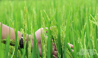 Cần Thơ: Lúa hè thu phát triển tốt, sạch sâu bệnh, khả năng được mùa