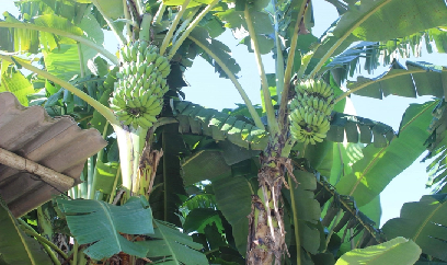 Phủ Quỳ mênh mông trái ngọt