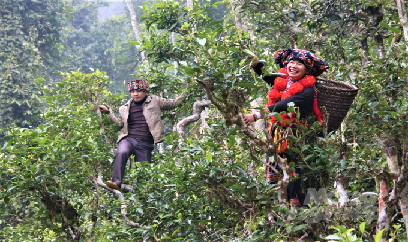 Mùa chè xuân trên núi cao Thổ Bình