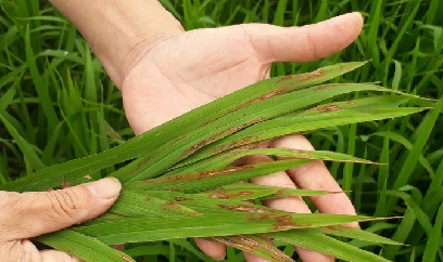 Đạo ôn lá nguy cơ xuất hiện sớm, gây hại nặng trên lúa xuân