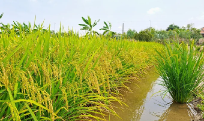 Trọng trách mới của cây lúa