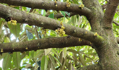 Kỹ thuật xử lý ra hoa sầu riêng nghịch vụ