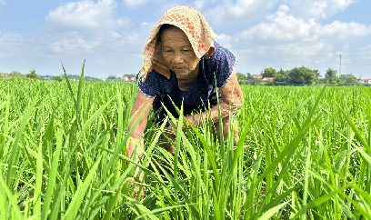 Tưới tiêu hợp lý để bảo vệ vụ lúa mùa