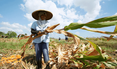 Ngô biến đổi gen giúp hàng trăm ngàn nông hộ Philippines tăng thu nhập