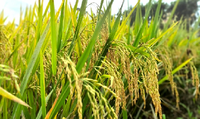 Ngỡ ngàng năng suất giống lúa TBR97