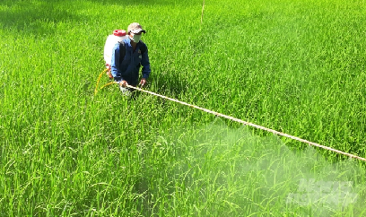 Rầy nâu nở rộ vào dịp Tết có khả năng gây hại nặng trên lúa