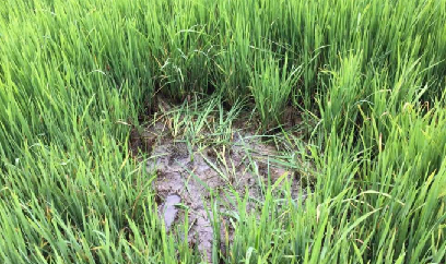 Nguy cơ cao bùng phát sâu bệnh hại cây trồng