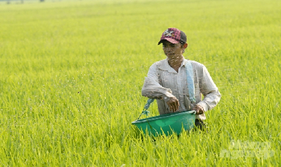 Cần cho đất nghỉ 2 - 3 tuần trước khi gieo sạ vụ hè thu