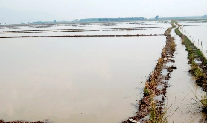 Mưa lớn kéo dài, hàng trăm ha lúa hè thu bị ngập úng