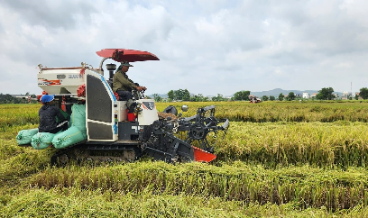 Quảng Ninh hỗ trợ đất lúa từ sản xuất đến hạ tầng