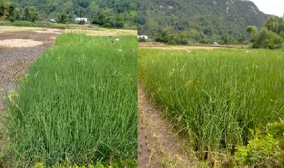 Mất mùa vì mua giống lúa trên mạng xã hội
