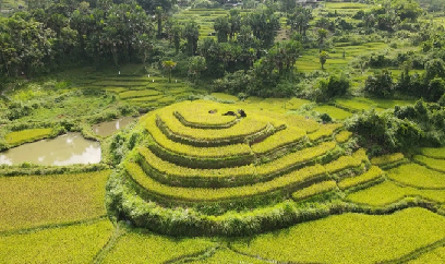 Đẹp mê hồn ruộng bậc thang Yên Thắng mùa lúa chín