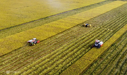 Tăng liên kết vùng sản xuất nông nghiệp
