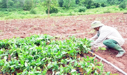 Thu hồi giống cà phê không đạt chất lượng ở huyện Hướng Hóa