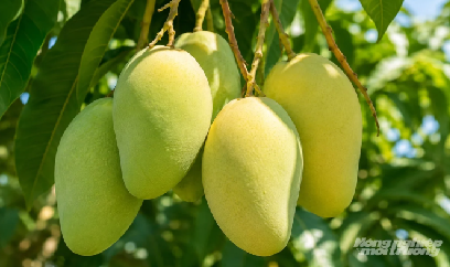 Xoài cát Tân Hòa tìm đường nâng giá trị
