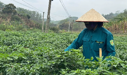 Người trồng ớt ở Chi Lăng ứng phó với khô hạn