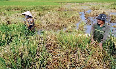 Tăng diện tích cây vụ đông ưa lạnh để bù đắp thiệt hại do mưa úng