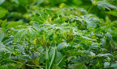 Nhân nhanh giống sắn kháng bệnh khảm lá - những giải pháp từ Tây Ninh