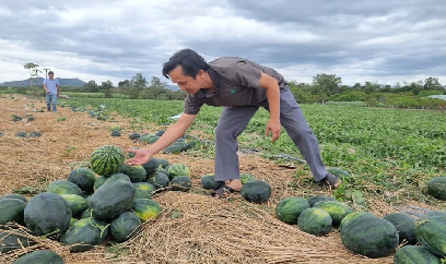 Thị trường Trung Quốc hút hàng, giá dưa hấu tăng cao vút