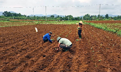 Triển vọng phát triển 3.000ha cây gai xanh tại Quảng Trị
