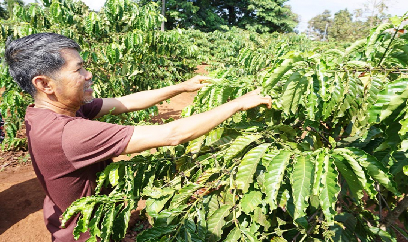 Gia Lai: Gần 3.000 ha cà phê bị bệnh rệp sáp gây hại