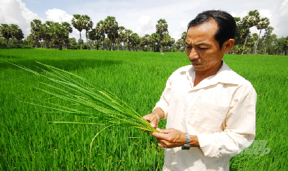 An Giang: Vụ lúa thu đông 2022 xuống giống 164 ngàn ha trong 421 tiểu vùng