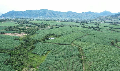 Trù phú vùng mía ở ‘chảo lửa’ Krông Pa